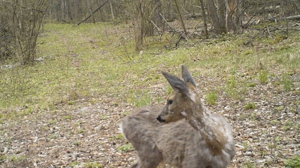 Линяющую к лету косулю сняли на видео в Воронежском заповеднике
