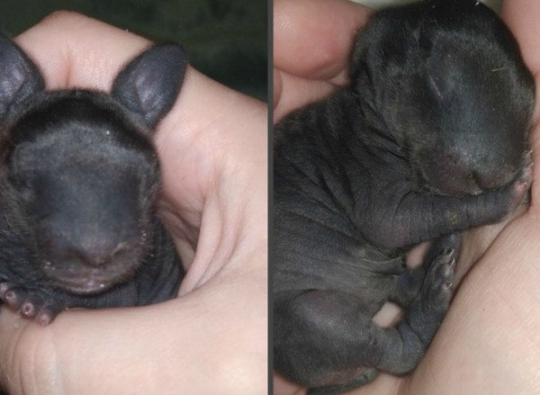 В Воронеже зоозащитники спасли необычного зверька, которого принесла собака
