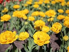 В Воронеже начался самый нежный &laquo;цветочный период&raquo;