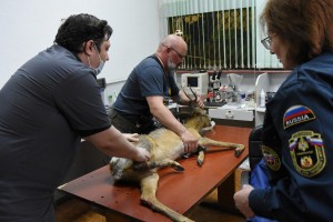 Лягается и прыгает: как в Воронеже спасают раненую косулю