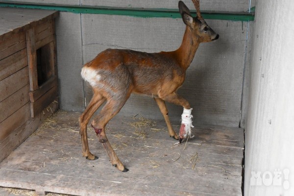 Умерла косуля, которой пытались помочь воронежские спасатели