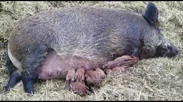 Жонглируют и просят обнять. В зоопарке Воронежа показали скучающих по посетителям зверей