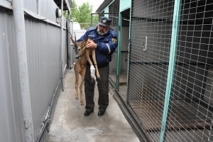 Лягается и прыгает: как в Воронеже спасают раненую косулю
