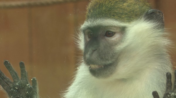 Жонглируют и просят обнять. В зоопарке Воронежа показали скучающих по посетителям зверей