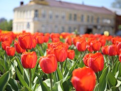 В Воронеже начался самый нежный &laquo;цветочный период&raquo;