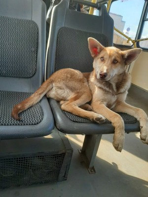 В Воронеже в пустых автобусах катаются бездомные собаки