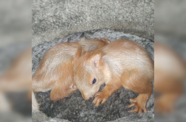 Воронежцы спасли ещё двух бельчат от нападения ворон