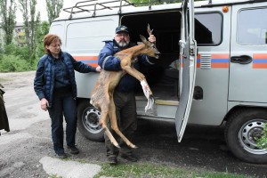 Лягается и прыгает: как в Воронеже спасают раненую косулю