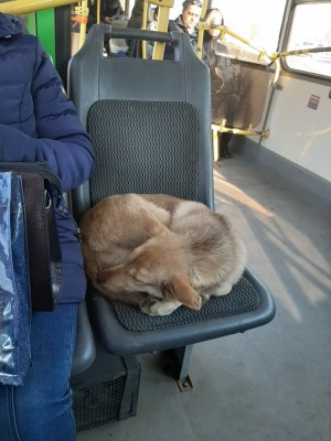 В Воронеже в пустых автобусах катаются бездомные собаки