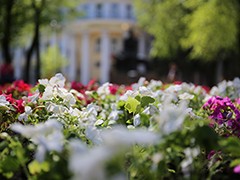 В Воронеже начался самый нежный &laquo;цветочный период&raquo;
