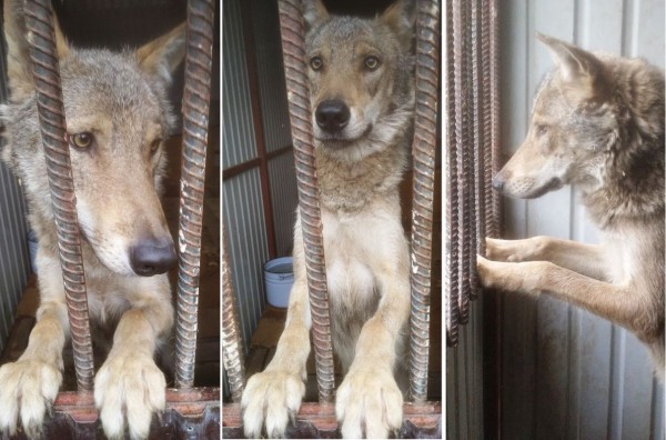 Бесстрашный волк объявился в Черноземье