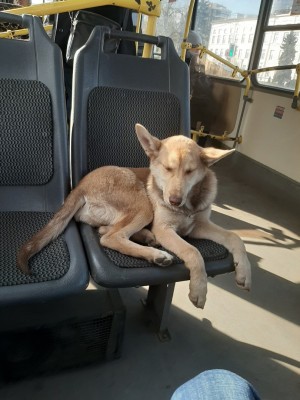 В Воронеже в пустых автобусах катаются бездомные собаки