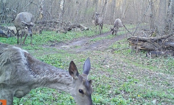 Воронежский заповедник поделился видео с оленями&nbsp;
