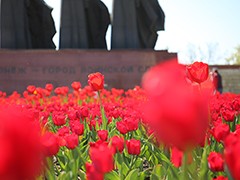 В Воронеже начался самый нежный &laquo;цветочный период&raquo;