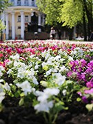 В Воронеже начался самый нежный &laquo;цветочный период&raquo;