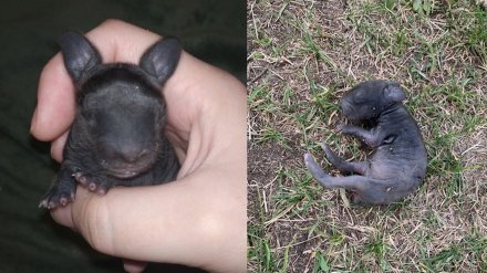 &laquo;Спасённый&raquo; собакой крольчонок умер в Воронеже 
