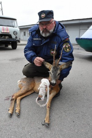 Лягается и прыгает: как в Воронеже спасают раненую косулю