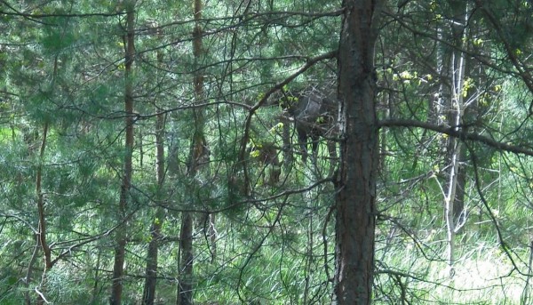 Воронежский заповедник опубликовал фотозагадку для интернет-пользователей