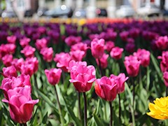 В Воронеже начался самый нежный &laquo;цветочный период&raquo;