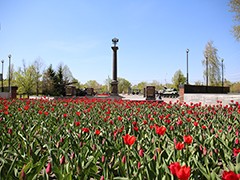 В Воронеже начался самый нежный &laquo;цветочный период&raquo;