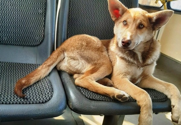 В Воронеже в пустых автобусах катаются бездомные собаки