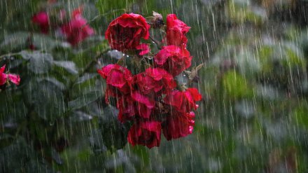 Жителей Воронежской области предупредили о грозовых дождях и граде