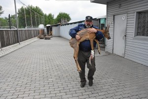 Лягается и прыгает: как в Воронеже спасают раненую косулю