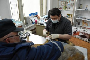 Лягается и прыгает: как в Воронеже спасают раненую косулю