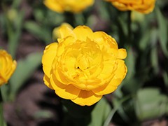 В Воронеже начался самый нежный &laquo;цветочный период&raquo;