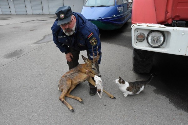 Лягается и прыгает: как в Воронеже спасают раненую косулю