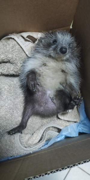 Воронежцы спасли ещё двух бельчат от нападения ворон