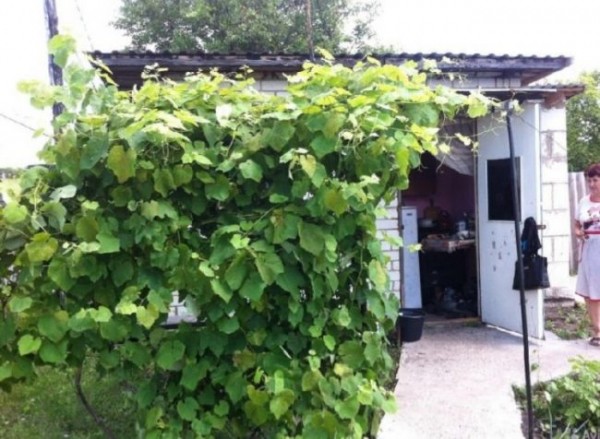 ТОП-5 недорогих воронежских дач &mdash; что можно купить до 200 тысяч рублей