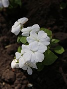 В Воронеже начался самый нежный &laquo;цветочный период&raquo;