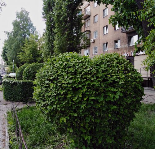 Креативную обрезку кустарников в Ленинском районе показали на фото