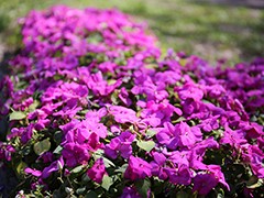 В Воронеже начался самый нежный &laquo;цветочный период&raquo;