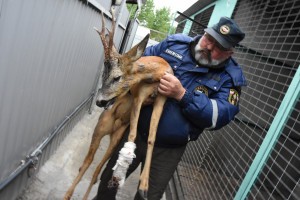 Лягается и прыгает: как в Воронеже спасают раненую косулю