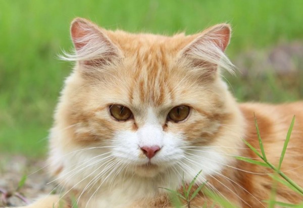 В России зафиксирован первый случай коронавируса у кошки