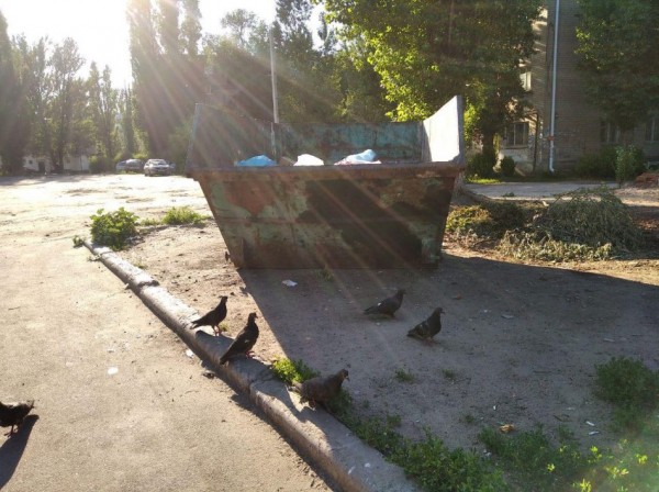 Жители Остужева, Минской и Ленинского проспекта не знают, сколько платят за вывоз мусора, но дышат вонью от переполненных контейнеров каждый день (наследие Ишутина-2)