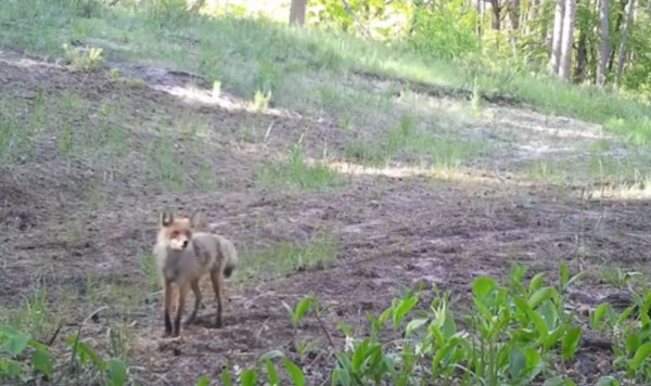 Воронежский заповедник показал гонку&nbsp;лисят (ВИДЕО)&nbsp;