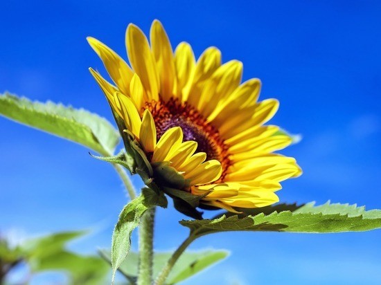 Воронежцам обещали 30-градусную жару на выходных