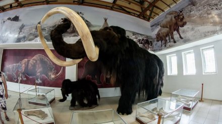 Воронежскому музею &laquo;Костёнки&raquo; назначили нового директора