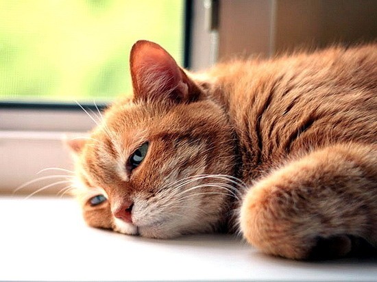 Санитарные врачи рассказали, как воронежцам пережить опасную жару