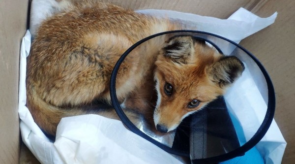 В Воронеже собирают деньги на операцию сбитому&nbsp;машиной лису