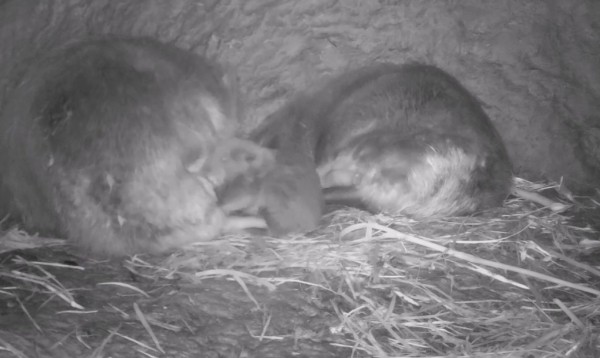 Воронежский заповедник показал видео с новорождёнными бобрятами
