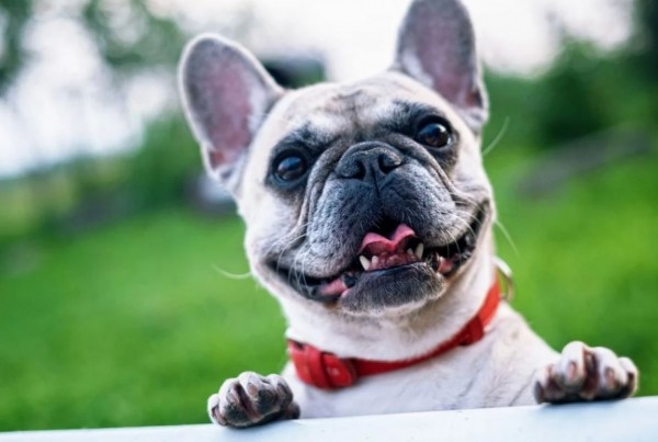 Воронежец нарвался на афериста при покупке бульдога
