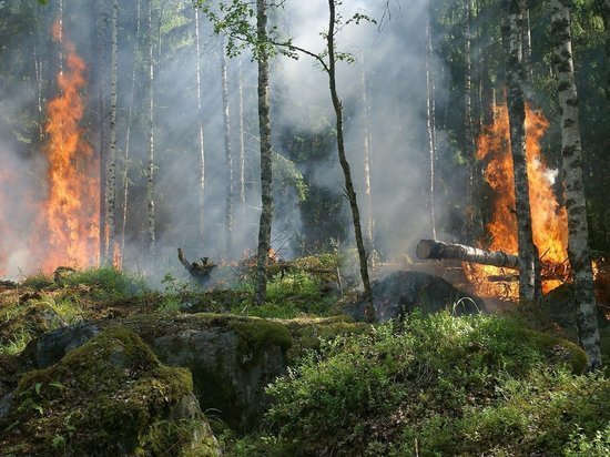 Новое &laquo;штормовое&raquo; в Воронежской области &ndash; 5 уровень пожароопасности