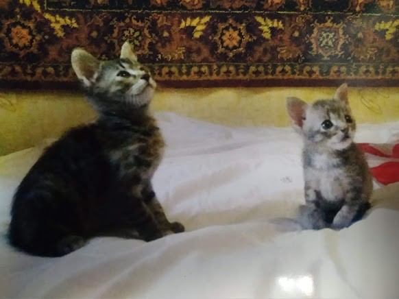 &laquo;Изгрызли 70 пипеток&raquo;: как жительница Воронежа спасла найденных на мусорке котят
