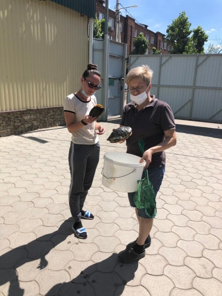 Воронежцы испугались гибели рыб и черепах в лебедином озере
