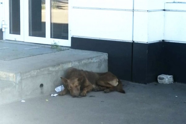 Бездомный пёс покусал четырёх воронежцев у остановки