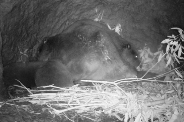 В Воронежском заповеднике у семейства бобров появилось потомство
